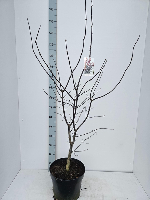 <h4>Acer palmatum Red Emperor</h4>