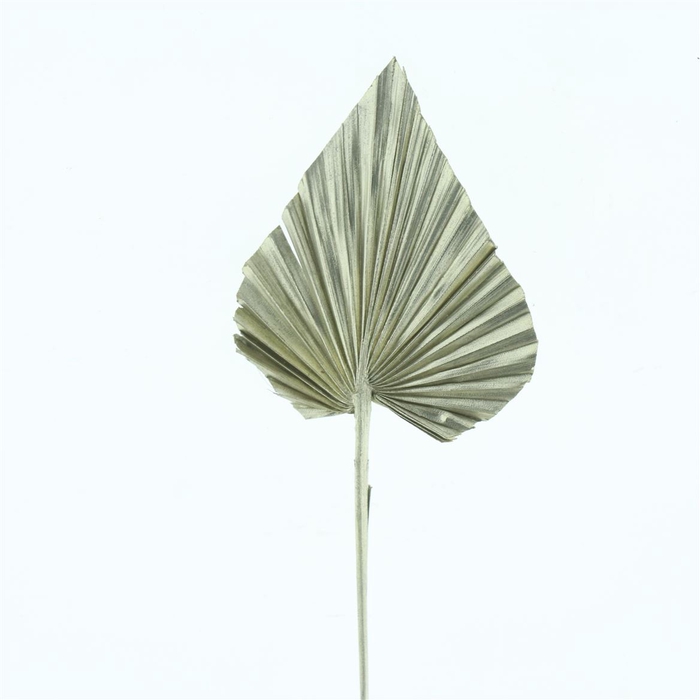 <h4>Dried Palm Spear Platina</h4>