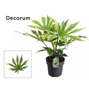 Fatsia Japonica Spider Web (Decorum)