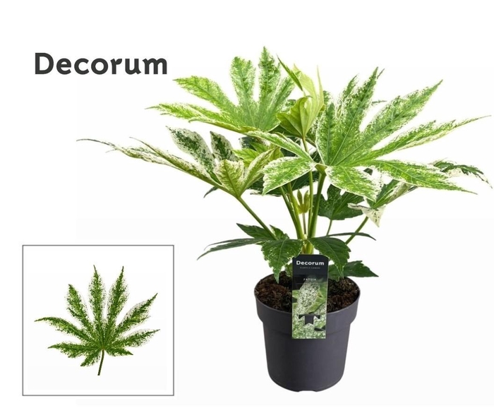 <h4>Fatsia Japonica Spider Web (Decorum)</h4>