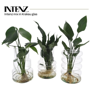 Planten  ..mix