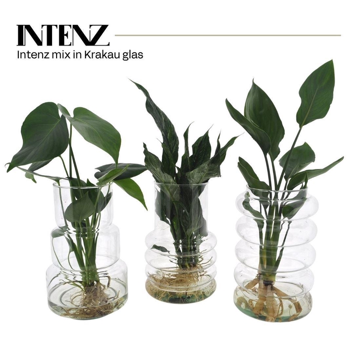 <h4>Planten  ..mix</h4>