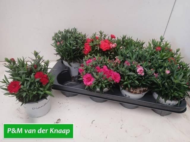 <h4>DIAN GEMENGD</h4>