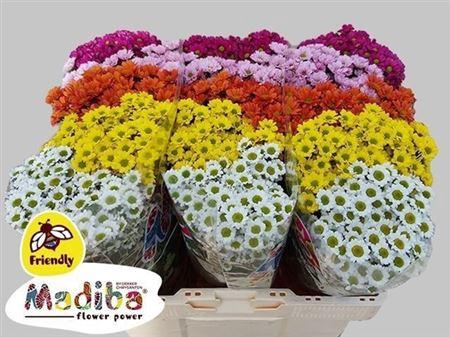 <h4>Chr San Mad Gem 5 Kl</h4>