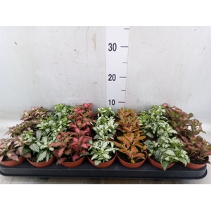 Fittonia   ...mix 7