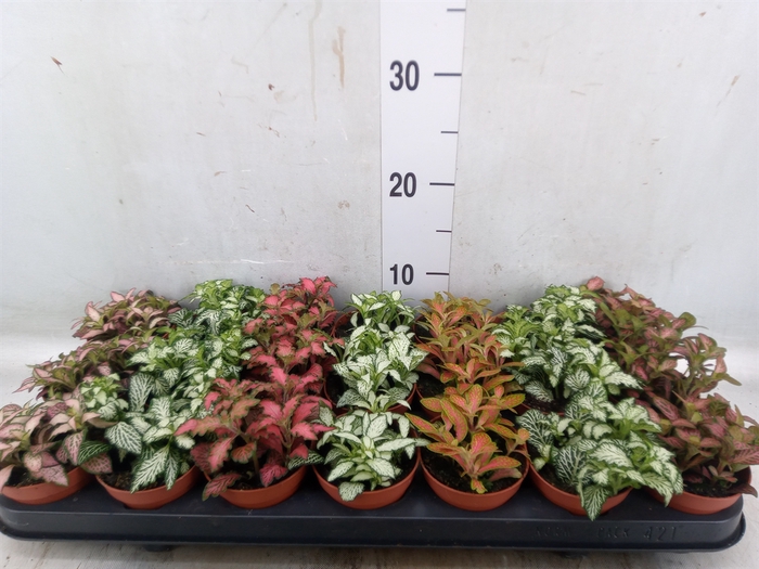 <h4>Fittonia   ...mix 7</h4>