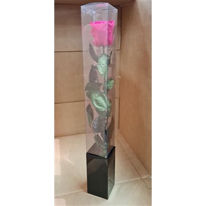 Ro Preserved….. Stem Fuchsia