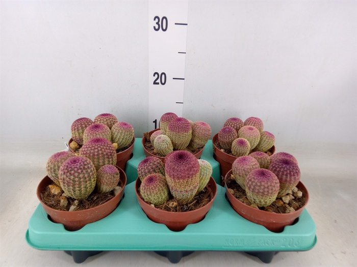 <h4>Cereus   ...</h4>