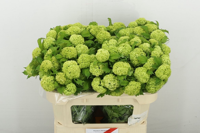 <h4>Viburnum Roseum St 4+</h4>