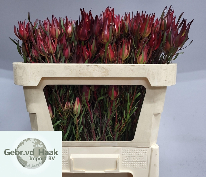 <h4>LEUCAD SALIGNUM</h4>