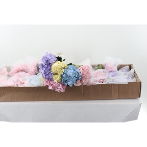 Hydr x10 Pastel Mix Select Box