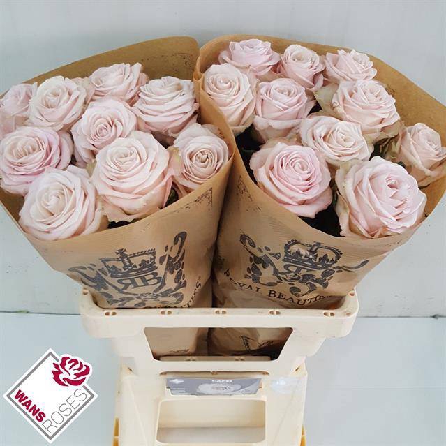 Rosa Premium Cafe
