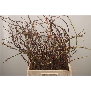 Salix Curly Locks
