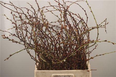 <h4>Salix Curly Locks</h4>