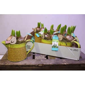 arr8 Arr Hyacinth In Zinken Gieter