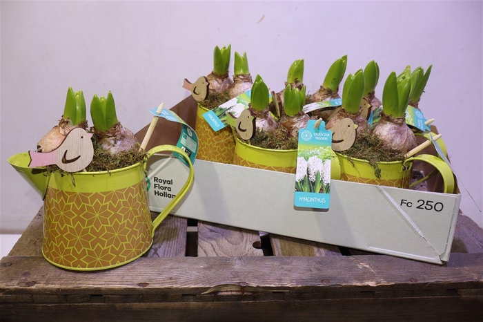 <h4>arr8 Arr Hyacinth In Zinken Gieter</h4>