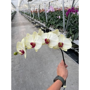 Phal Coloured Red Yellow