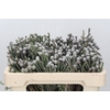 Kaaps Groen Silver Brunia