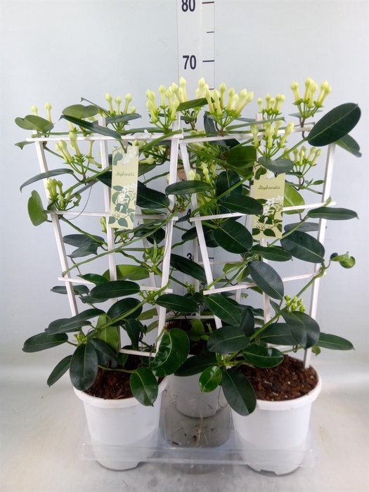 <h4>Stephanotis floribunda ...</h4>