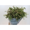 Chasmanthium Green