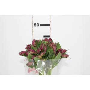 ALSTROEMERIA NAPOLI 080 CM