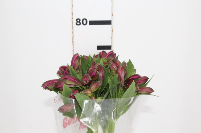 <h4>ALSTROEMERIA NAPOLI 080 CM</h4>