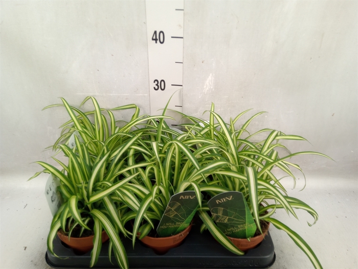 <h4>Chlorophytum  'Atlantic'</h4>