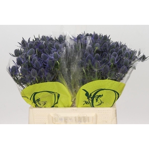 Eryngium Magical Blue Lagoon