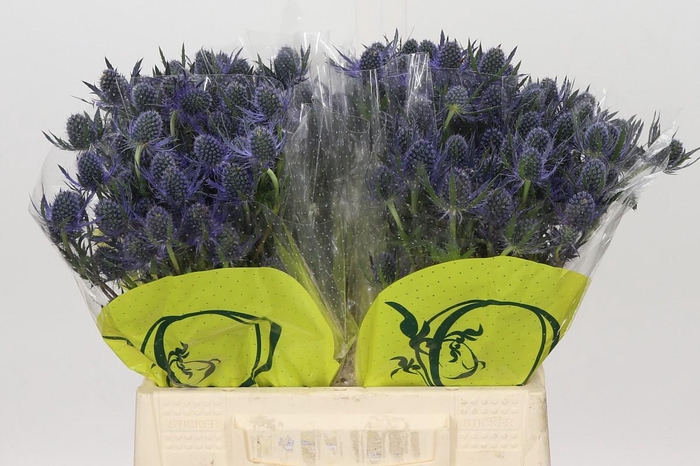 Eryngium Magical Blue Lagoon