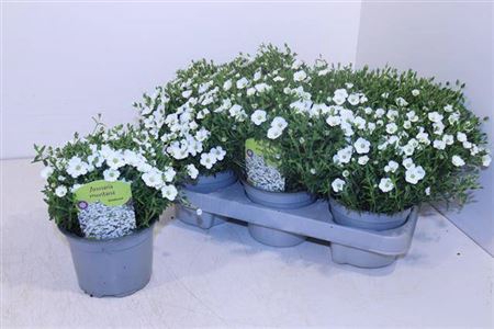 <h4>Aren Summer White</h4>
