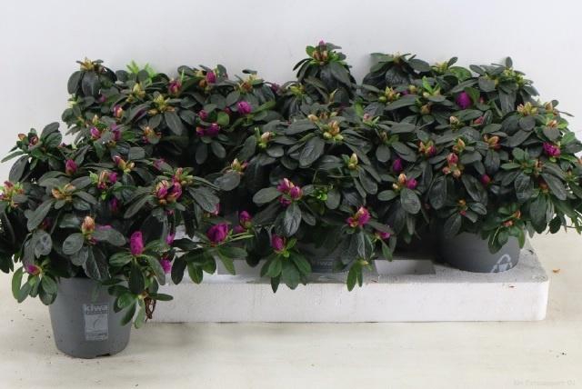 <h4>RHODO SI FLAMENCO</h4>