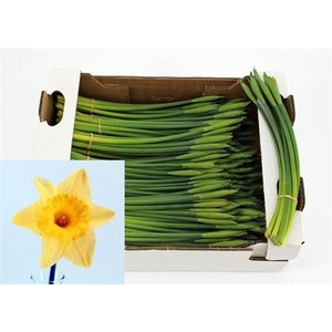 Narc T Stand Valu Bs