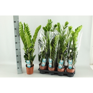 ZAMIO ZAMIIFOLIA