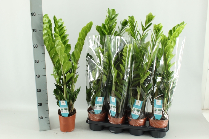<h4>ZAMIO ZAMIIFOLIA</h4>