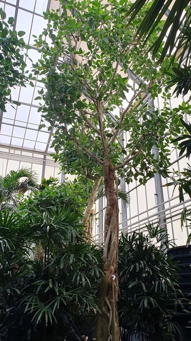 Ficus Benghalensis