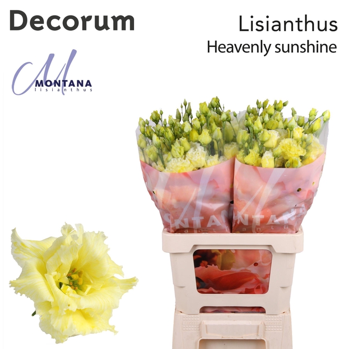 <h4>Lisianthus Dye heavenly sunshine</h4>