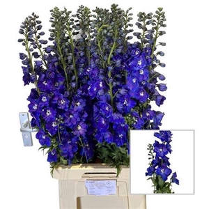 Delph Du Guard Blue