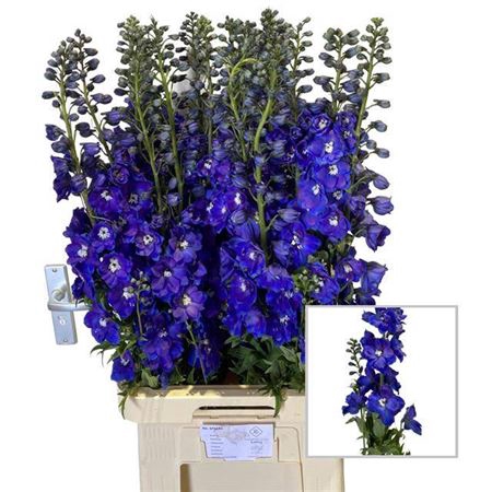 <h4>Delph Du Guard Blue</h4>