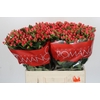 Hypericum Sweet Romance