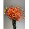 Leucospermum Gold Dust