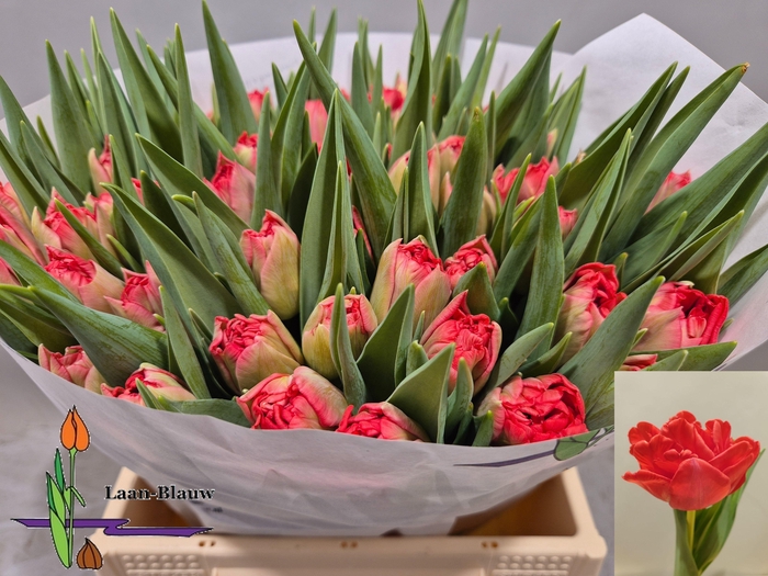 <h4>TU DU DOUBLE TWIST</h4>