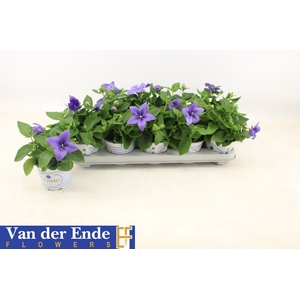 Platycodon grandiflorus Pop Star Blue 12Ø 25cm