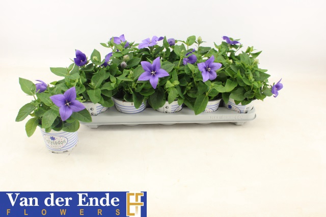 Platycodon grandiflorus Pop Star Blue 12Ø 25cm