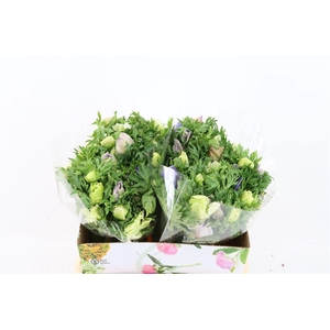 Anem Marianne Pastel