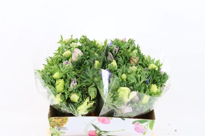 <h4>Anem Marianne Pastel</h4>