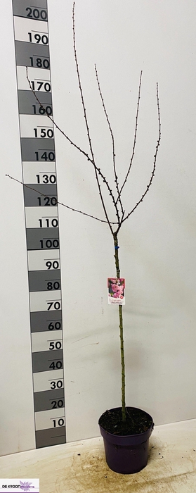 <h4>PRUN TRILOBA</h4>