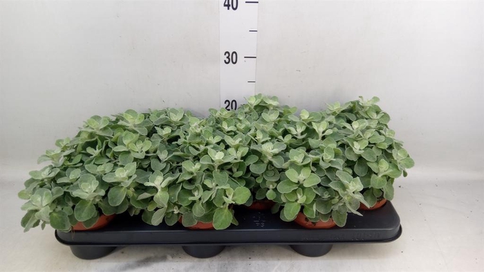 <h4>Helichrysum petiolare</h4>