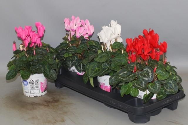 <h4>CYCL GR SUP XL</h4>