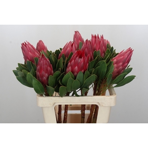 Protea Cynaroides Madiba