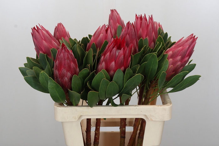 <h4>Protea Cynaroides Madiba</h4>